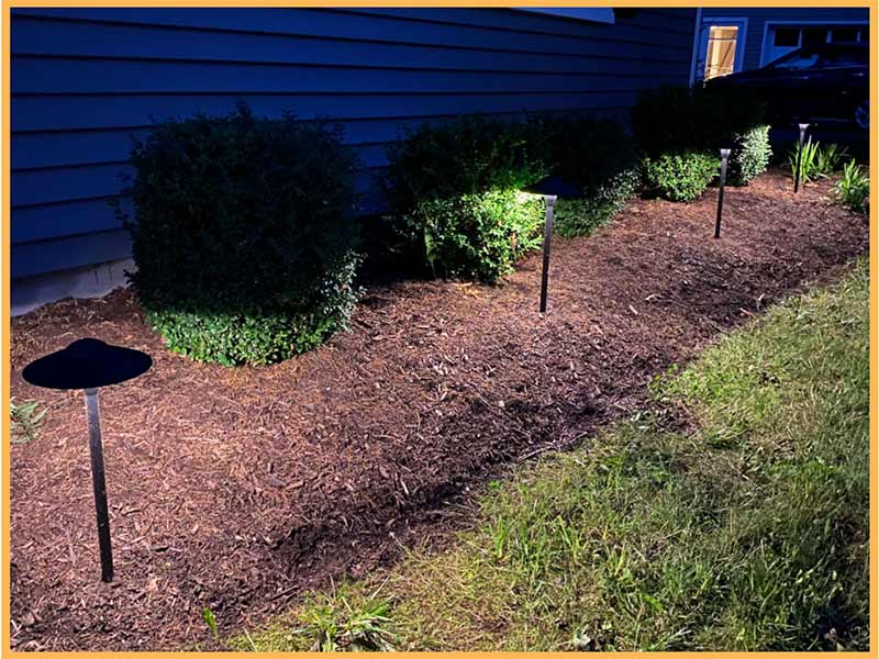 plants in the garden area